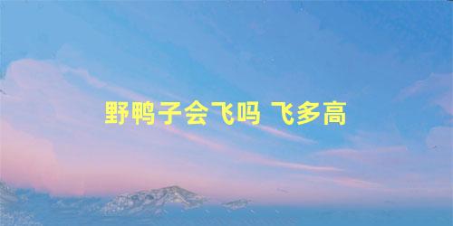 野鸭子会飞吗 飞多高